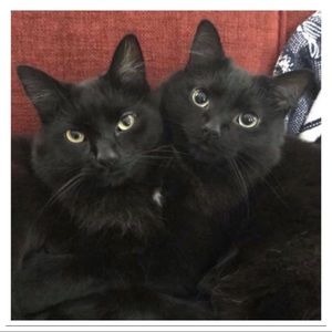 Meet your Posher, Sherrie